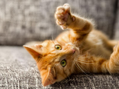 An image of a cat's paw with extended claws.