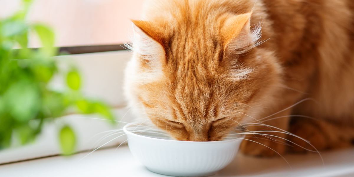 Durstige Katze genießt einen erfrischenden Schluck Wasser