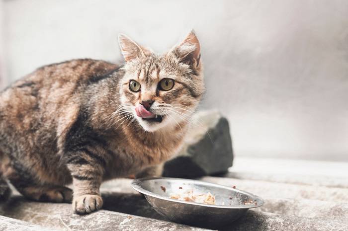 Bild, das eine Katze mit trockenem Maul suggeriert und mögliche Beschwerden oder gesundheitliche Probleme im Zusammenhang mit der Flüssigkeitszufuhr oder zugrunde liegenden Erkrankungen hervorhebt.