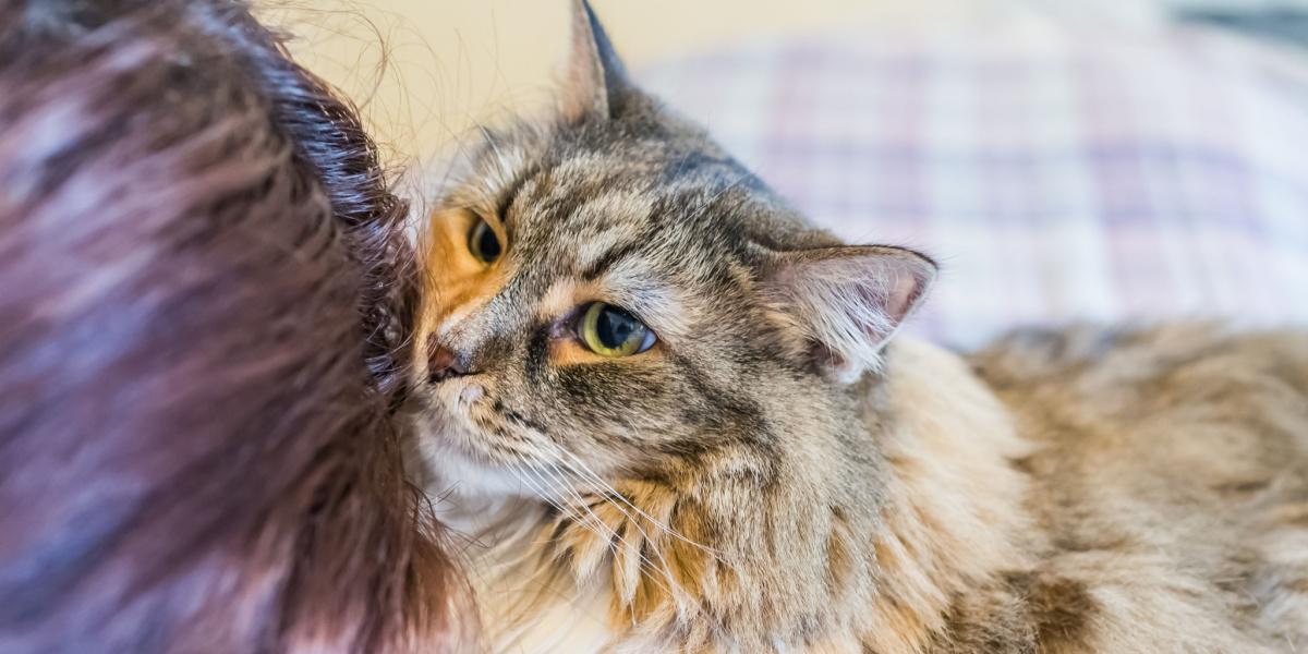 Das Fressen von Menschenhaaren ist bei Katzen ein weit verbreitetes Verhalten.