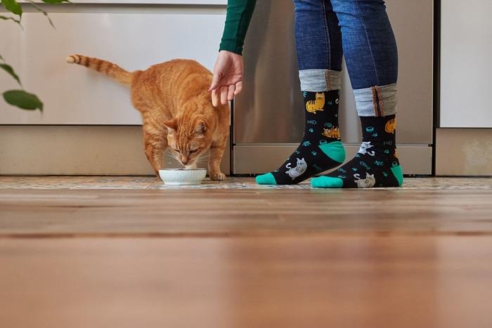 Das Bild zeigt eine Katze und eine Frau bei einer gemeinsamen Mahlzeit und betont die Verbindung und Interaktion zwischen Menschen und ihren Katzengefährten.