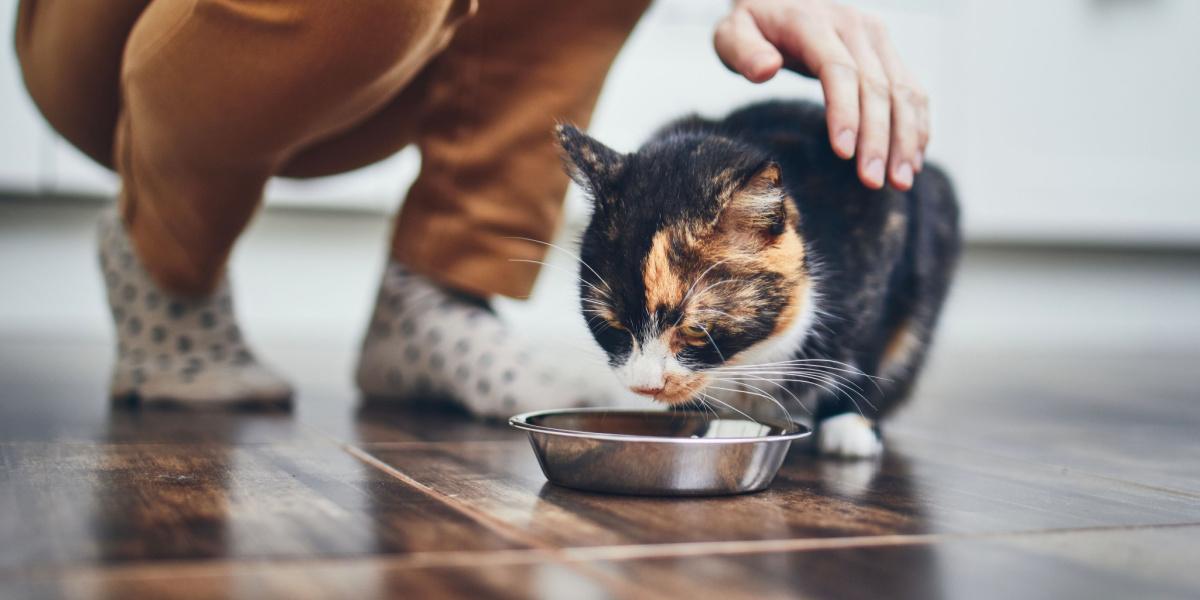 Katze frisst aus einem Napf