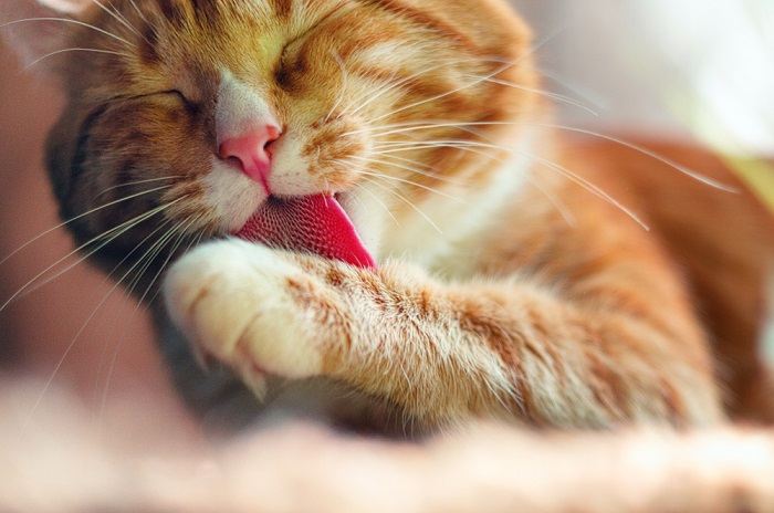 Eine wunderschöne orange-weiße Katze, die ihr Fell sorgfältig mit der Zunge pflegt und damit einen Sinn für Sauberkeit und Selbstfürsorge zeigt.