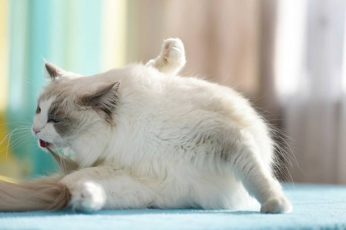 Eine Katze putzt sich und demonstriert damit die Selbstpflege und Hygiene einer Katze.