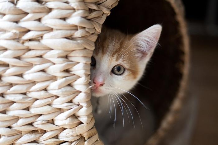 Bild einer Katze, die sich wahrscheinlich aus Angst oder Nervosität versteckt. Es unterstreicht, wie wichtig es ist, sichere Orte zu schaffen, an denen sich Katzen geborgen fühlen.