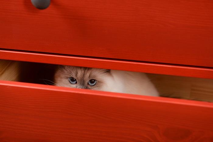 Eine Katze versteckt sich in einer Schublade. Dies ist ein typisches Katzenverhalten auf der Suche nach einem ruhigen und sicheren Ort.