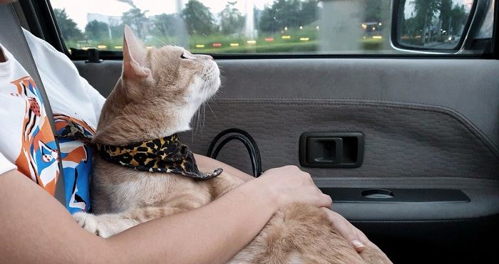 Eine Katze im Auto unterstreicht die Notwendigkeit eines sicheren Transports beim Reisen mit Katzen.