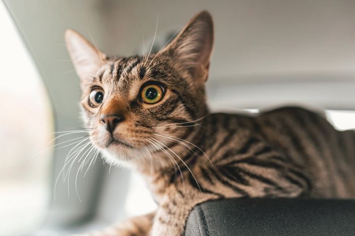 Eine Katze im Auto veranschaulicht die Notwendigkeit eines sicheren und stressfreien Transports für Katzenbegleiter während der Reise.