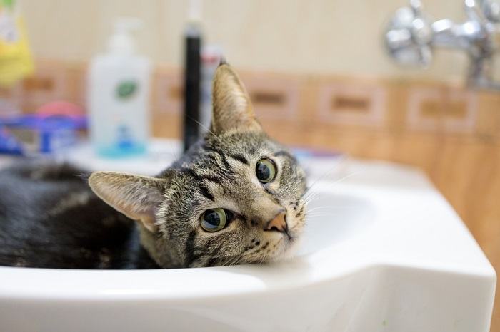 Ein liebenswertes Bild einer Katze, die gemütlich in einem Waschbecken sitzt und mit einem Ausdruck der Neugier und Zufriedenheit nach draußen blickt. Die Szene veranschaulicht das angeborene Talent einer Katze, gemütliche und unerwartete Orte zum Trost und Beobachten zu finden.