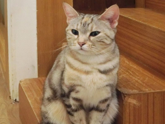 Curious cat cautiously exploring a staircase. The image portrays the feline's inquisitive nature as it navigates the steps.