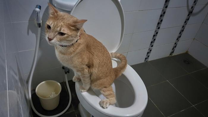 Toilettentrainierte Katze