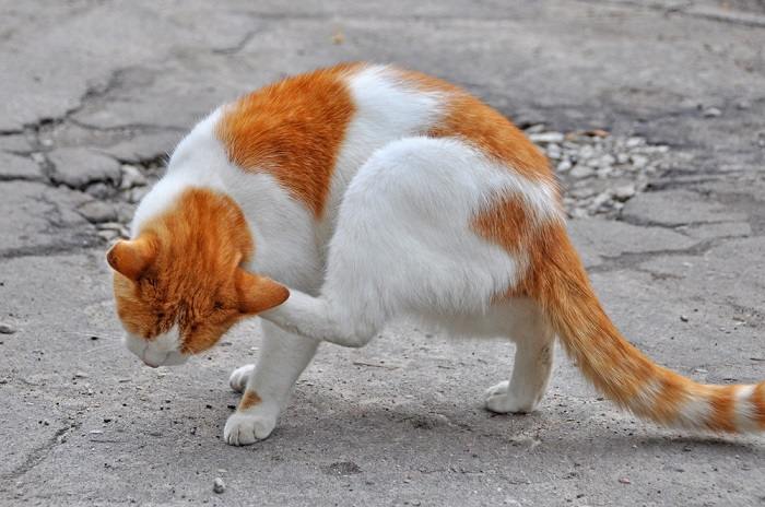 Ein Bild zeigt eine Katze mit juckenden Ohren, die sich möglicherweise aus Unbehagen kratzt oder den Kopf schief legt. Dies verdeutlicht das häufige Problem der Ohrenreizung bei Katzen.