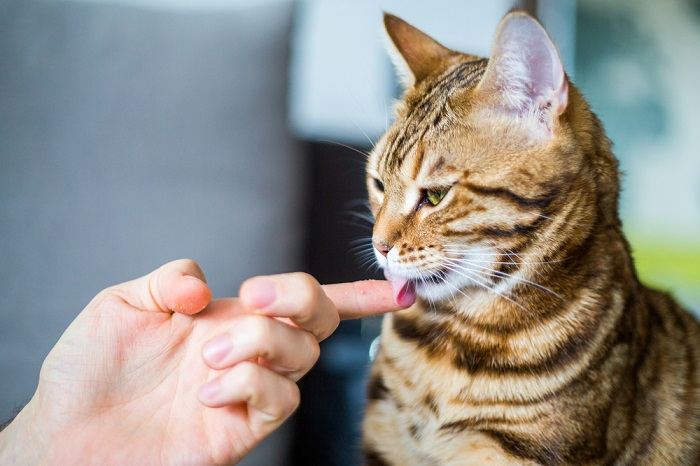 Bild einer Katze, die die Hände einer Person leckt und damit ein Zeichen von Vertrauen, Zuneigung und Körperpflege setzt.