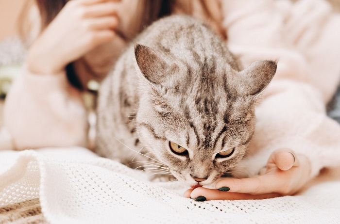 Bild einer Katze, die die Hand einer Frau leckt, als Beispiel für einen intimen Moment katzenhafter Kameradschaft und Fürsorge.