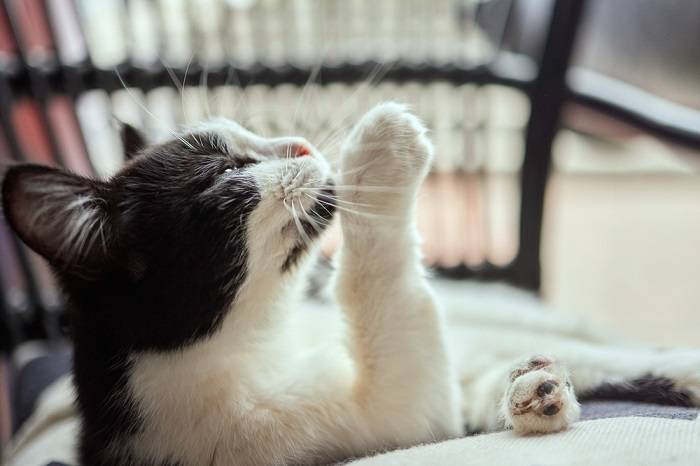 Bild einer Katze, die liebevoll das Gesicht einer anderen Katze leckt und damit soziale Bindung und Putzverhalten zeigt.