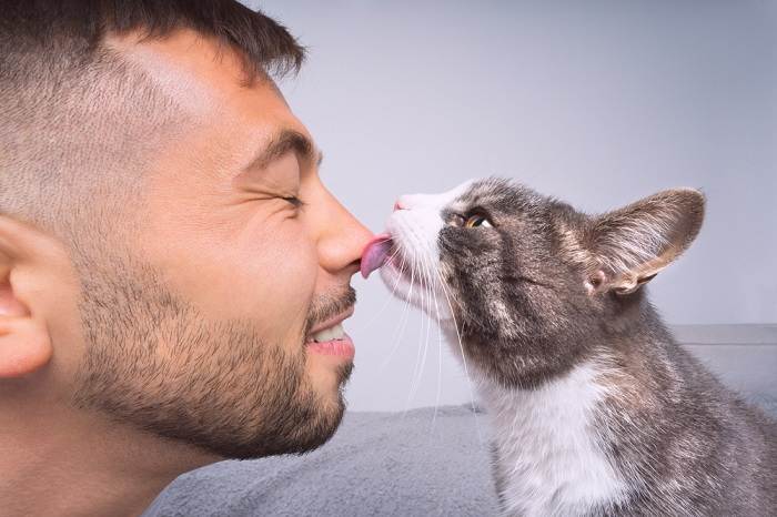 Katze leckt oder küsst die Nase ihres Besitzers