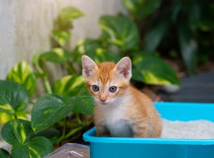 Katze benutzt häufig die Katzentoilette