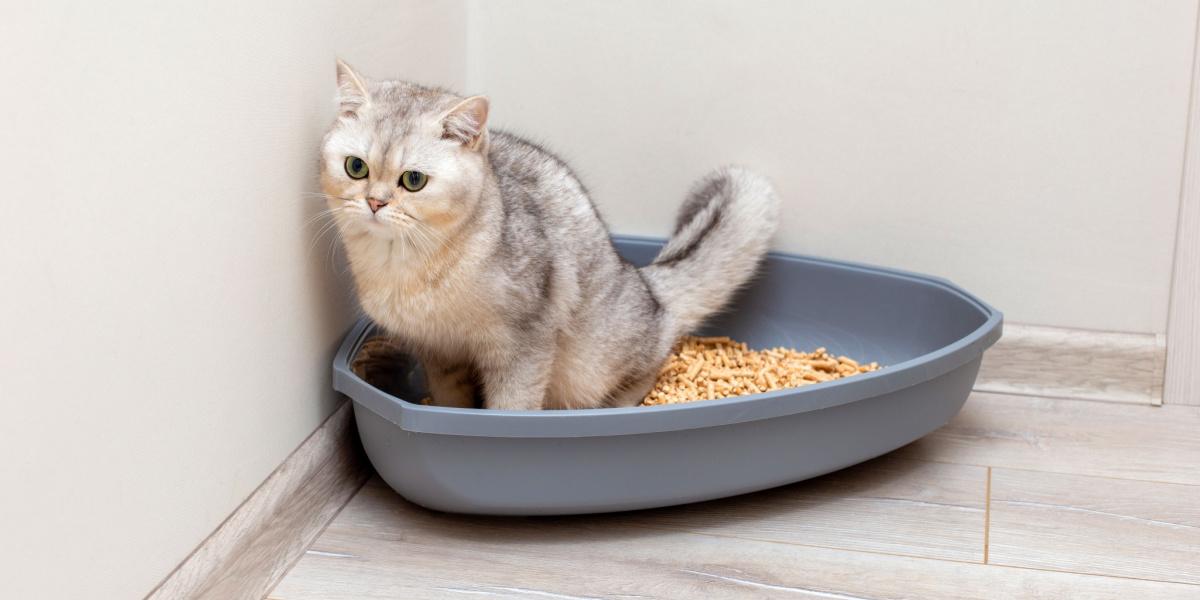 Katze, die sich anstrengt, in eine Katzentoilette zu kacken oder zu pinkeln.