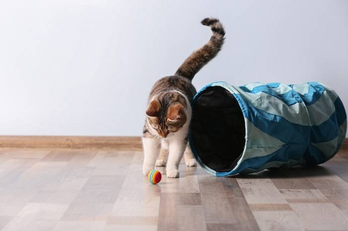 Katze spielt Ball und Katzentunnel