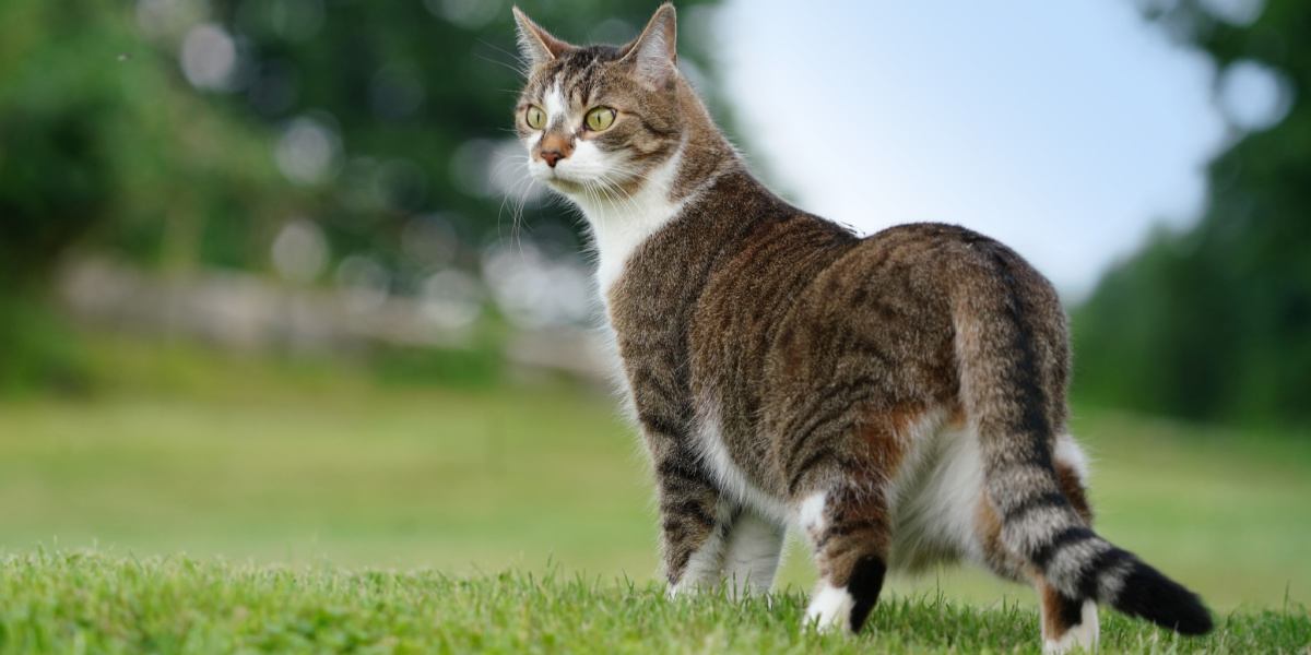 Ein Bild einer Katze, die ihren ausgeprägten Sinn für das Erkennen von schlechtem Wetter zeigt.