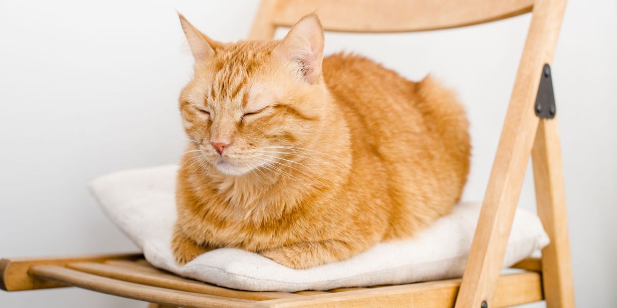 Bild einer friedlich in einem Stuhl schlafenden Katze, die Entspannung und Ruhe an einem gemütlichen Ort verkörpert.