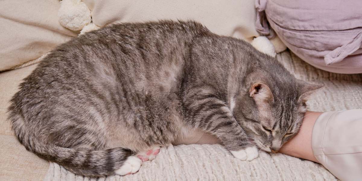 Ein friedliches Bild einer tief und fest schlafenden Katze, das den heiteren und entspannten Zustand einer ruhenden Katze veranschaulicht.