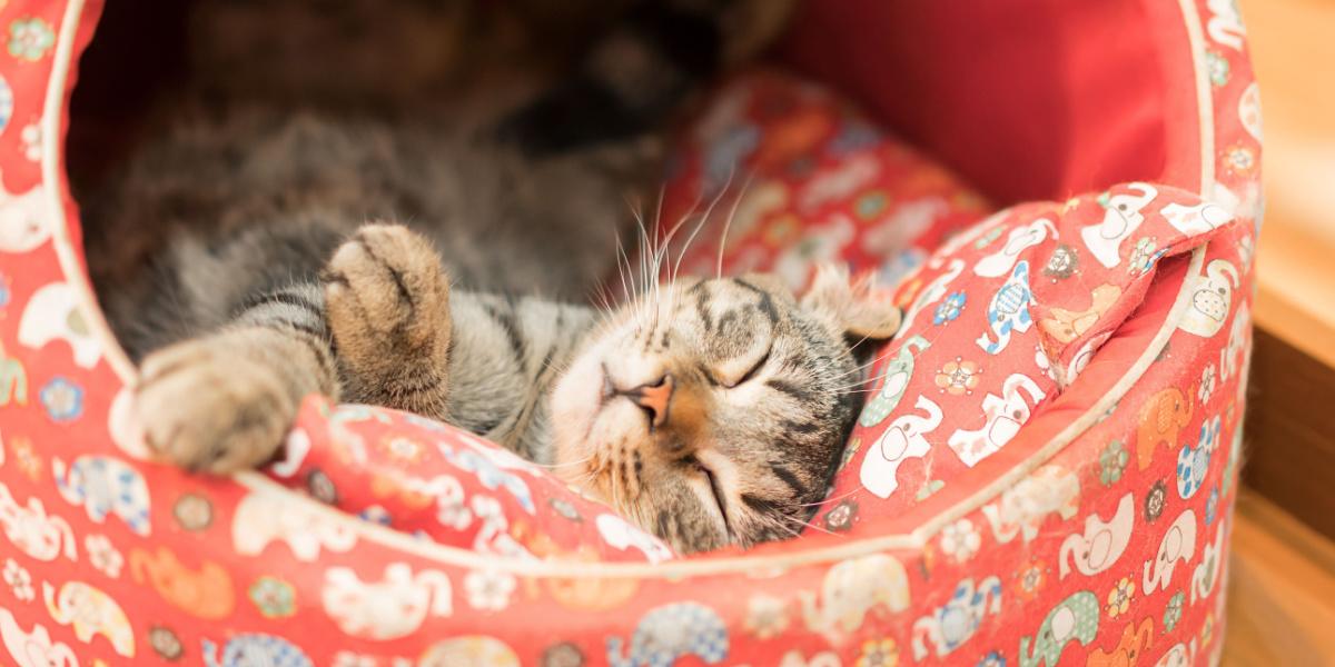 Eine Katze schläft friedlich in ihrem gemütlichen Katzenbett.