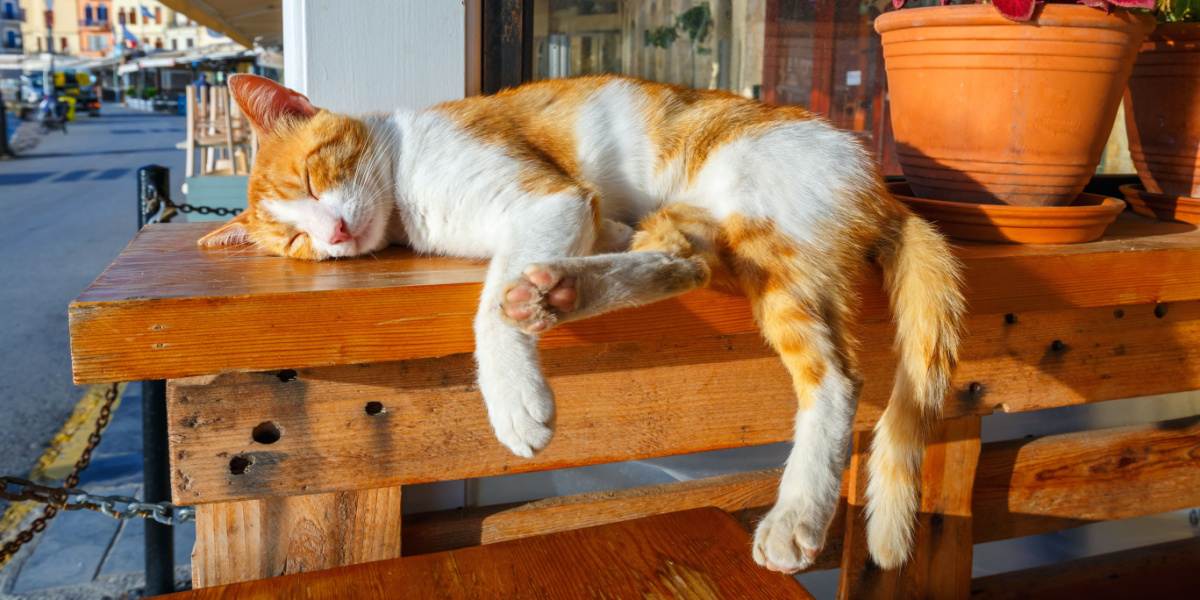 Katze schläft auf einer Bank