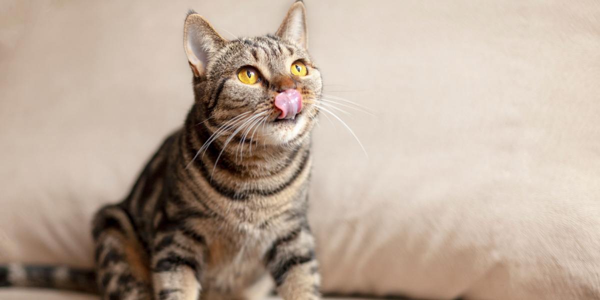 Katze streckt spielerisch die Zunge heraus.