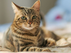 Photograph capturing a cat experiencing tremors or shaking movements.