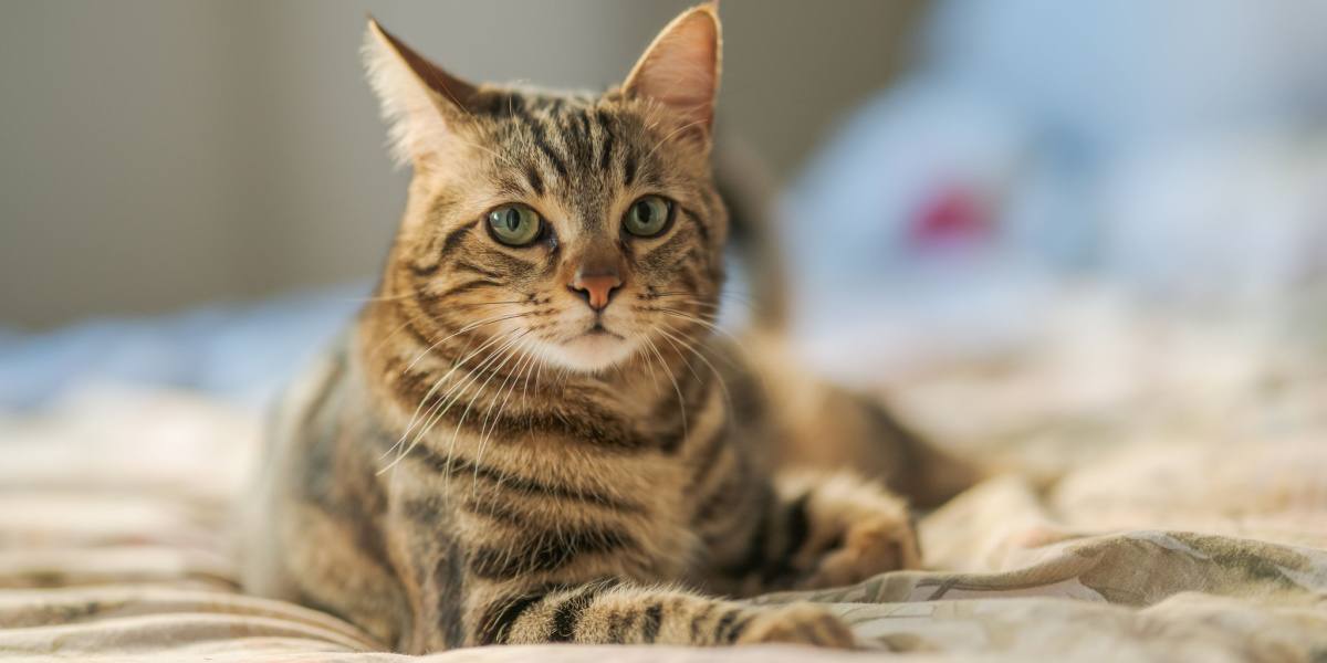 Foto, auf dem eine Katze beim Zittern oder bei zitternden Bewegungen zu sehen ist.