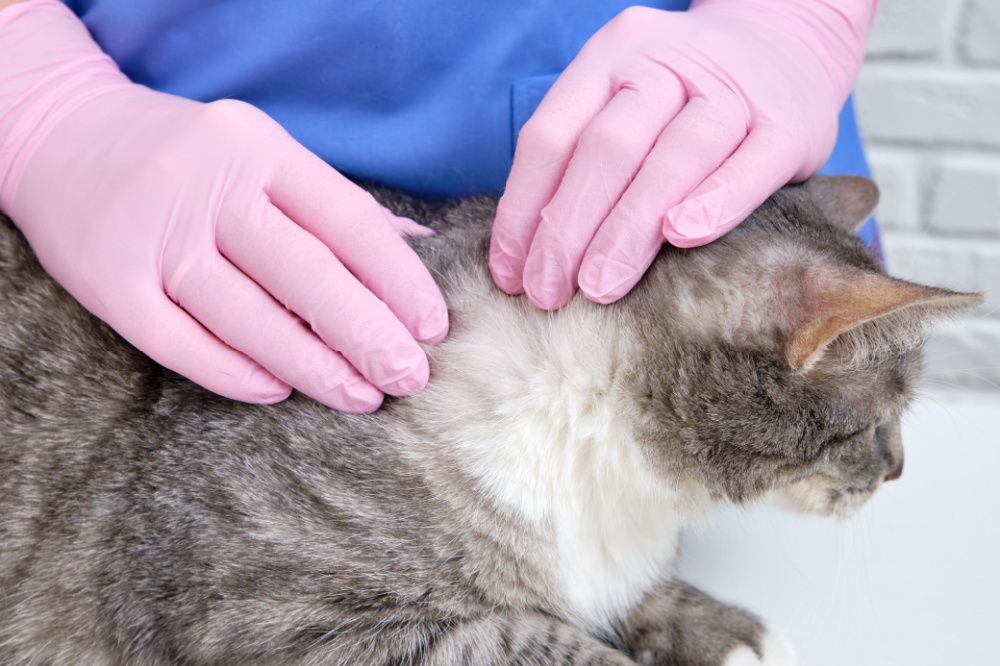 Zeckenkontrolle bei Katze