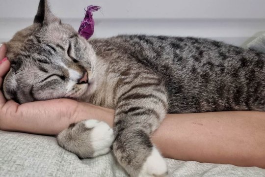 10 Anzeichen, dass Ihre Katze Sie sehr liebt