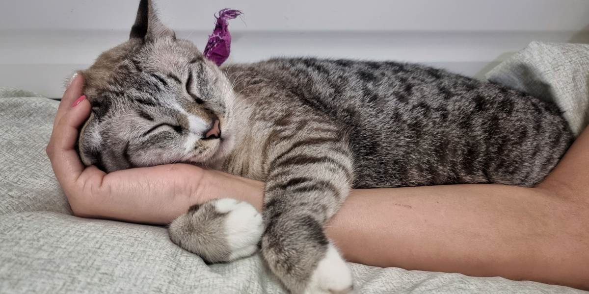 Das Gesicht einer süßen jungen getigerten Katze, die auf der Hand ihres Besitzers schläft