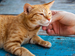 An image of a joyous ginger cat exuding happiness, with a bright expression and possibly an uplifted tail, radiating contentment and positive energy.