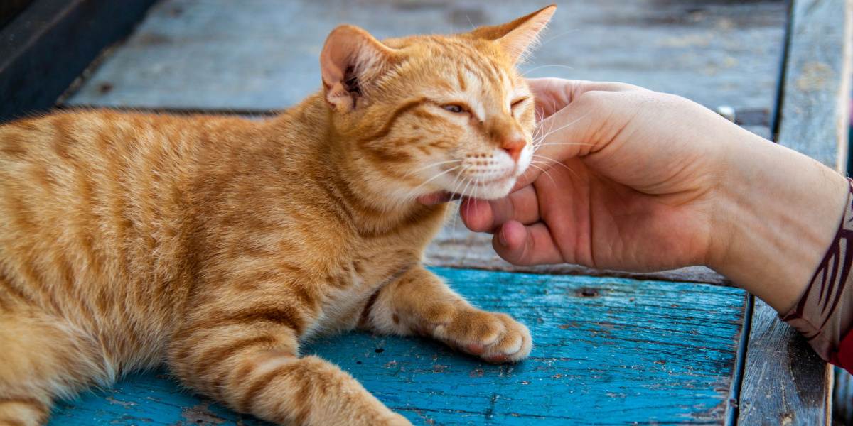 Ein Bild einer fröhlichen, rothaarigen Katze, die Glück ausstrahlt, mit einem strahlenden Gesichtsausdruck und möglicherweise einem erhobenen Schwanz, und die Zufriedenheit und positive Energie ausstrahlt.