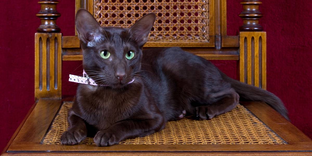 eine atemberaubende Havanna-braune Katze, bekannt für ihr sattes schokoladenfarbenes Fell und ihre bezaubernden, ausdrucksstarken Augen.