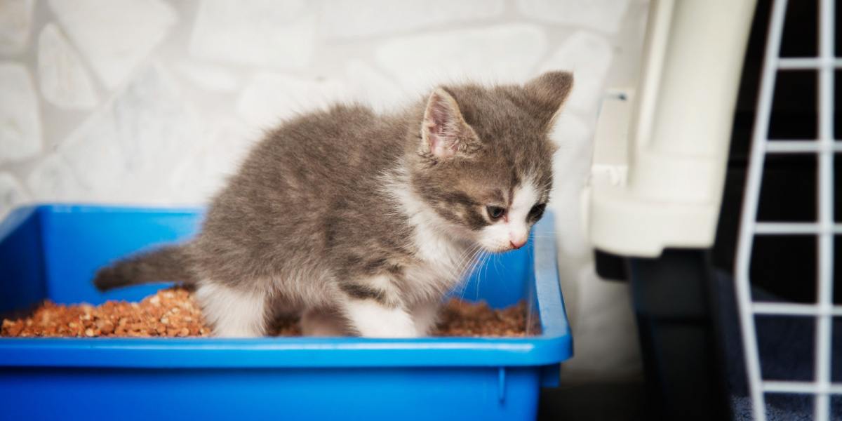 Ein junges und entzückendes Kätzchen in einer sauberen Katzentoilette zeigt sein instinktives Verhalten, die Katzentoilette zum Ausscheiden zu verwenden. Das Bild fängt die unschuldige Neugier des Kätzchens ein und zeigt, wie es an die richtigen Hygienegewohnheiten einer Katze herangeführt wird.