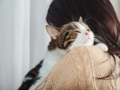 An image illustrating possessive behavior in cats, emphasizing their territorial nature and attachment to certain objects or spaces.