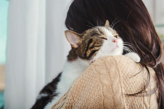 Sind Katzen besitzergreifend gegenüber ihren Besitzern?