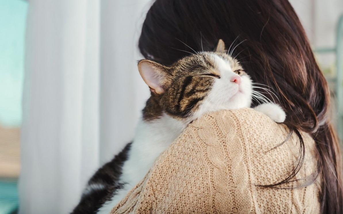 Ein Bild, das besitzergreifendes Verhalten bei Katzen veranschaulicht und ihr territoriales Wesen und ihre Anhänglichkeit an bestimmte Objekte oder Räume betont.