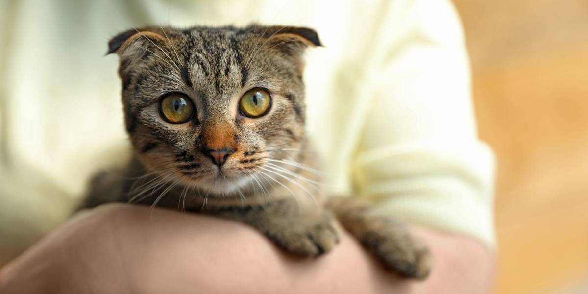 Ein Bild, das eine Scottish Fold-Katze zeigt, die für ihre charakteristischen gefalteten Ohren und ihr einzigartiges Aussehen bekannt ist.