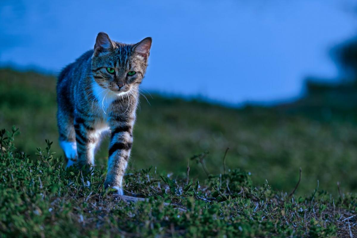 Können Katzen schlafwandeln?