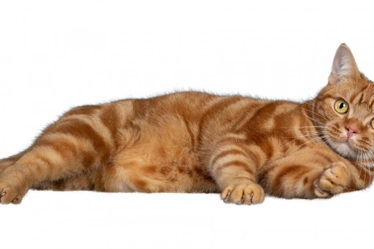 Was kann man einer Katze bei einer Magenverstimmung geben?