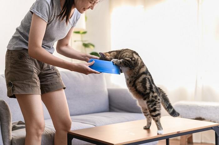 Eine Frau und eine Katze essen zusammen. Dies veranschaulicht die Bindung zwischen einer Katze und ihrer Pflegerin während der Mahlzeit.