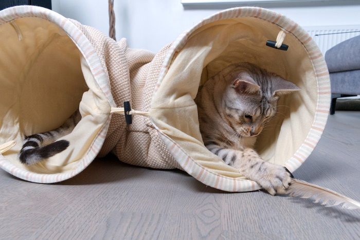 Bengalische silbergefleckte Katze spielt im Tunnel