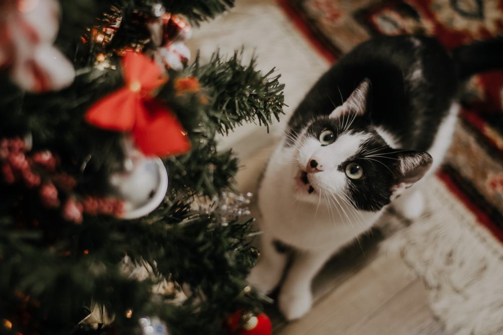 Schwarz-weiße Katze blickt zu einem geschmückten Weihnachtsbaum auf