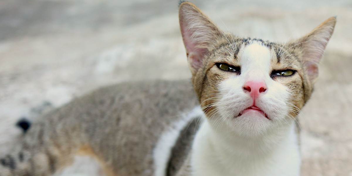 Ein Bild zum Thema Bordetella-Infektion bei Katzen