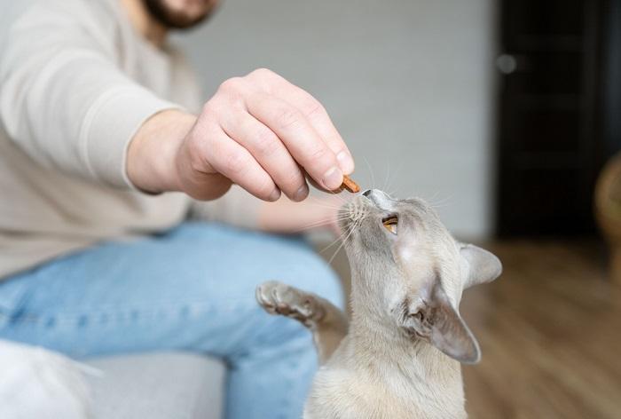 Burma-Katze bekommt Leckerli