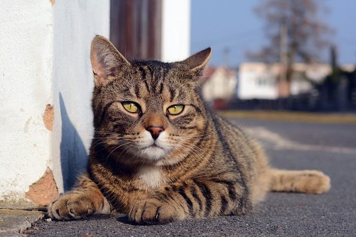 Süße graue Katze liegt auf der Straße